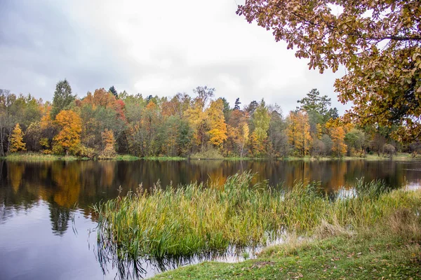 Gyönyörű Park Őszi Napon Természet — Stock Fotó