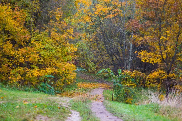 Hermoso Parque Día Otoño Naturaleza —  Fotos de Stock