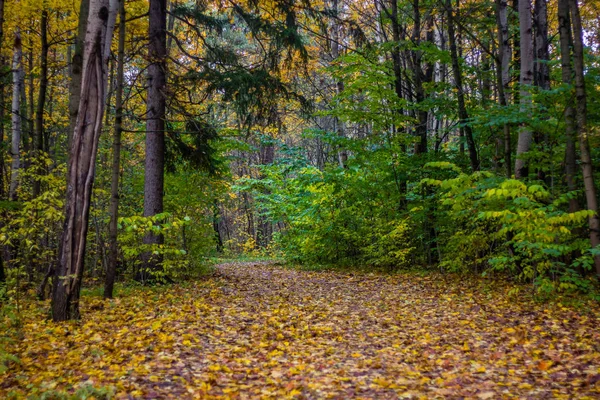 Schöner Park Einem Herbsttag Natur — Stockfoto