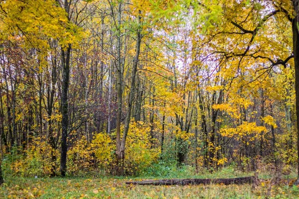 Krásný Park Podzimní Den Příroda — Stock fotografie