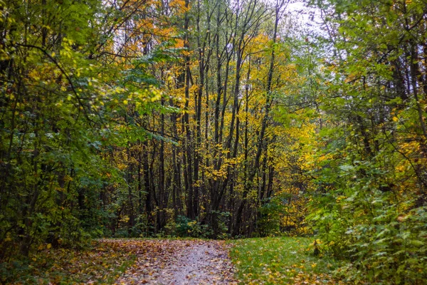 Piękny Park Jesienny Dzień Natura — Zdjęcie stockowe