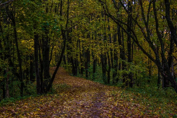 Hermoso Parque Día Otoño Naturaleza —  Fotos de Stock