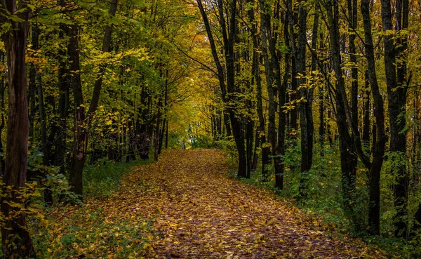 Schöner Park Einem Herbsttag Natur — Stockfoto