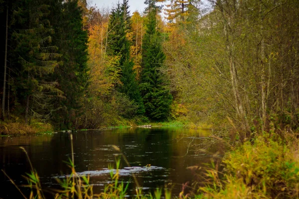 Güzel Göl Sonbahar Günü Park Doğa — Stok fotoğraf