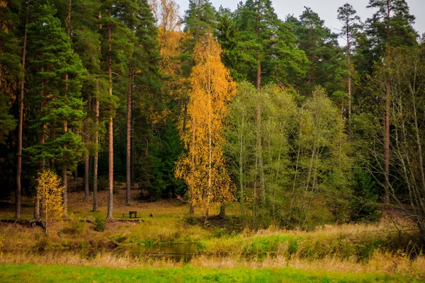 Krásný Park Podzimní Den Příroda — Stock fotografie