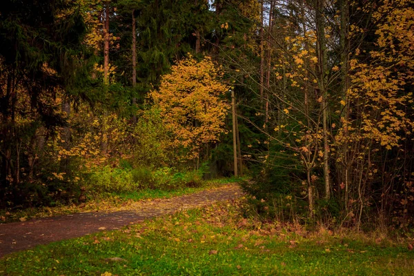 Bellissimo Parco Autunnale Natura Viaggi — Foto Stock