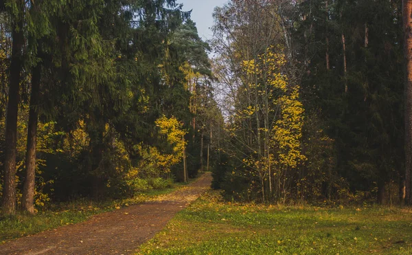 Krásný Podzimní Park Příroda Cestování — Stock fotografie