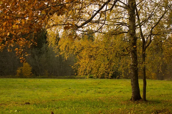 Bellissimo Parco Autunnale Natura Viaggi — Foto Stock