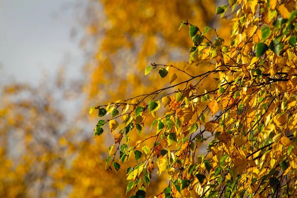 Nahaufnahme Von Gelben Blättern Zur Herbstzeit — Stockfoto