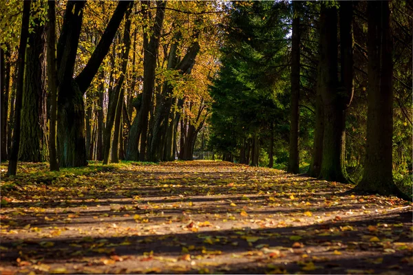 Hermoso Parque Otoño Naturaleza Viajes — Foto de Stock