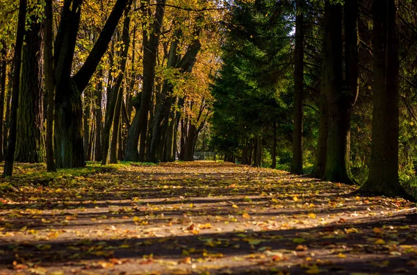 Krásný Podzimní Park Příroda Cestování — Stock fotografie