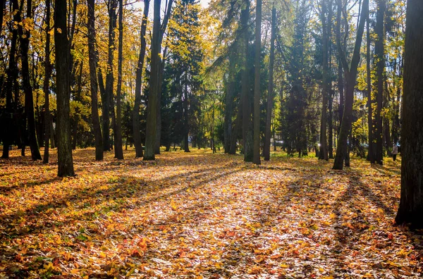 Krásný Podzimní Park Příroda Cestování — Stock fotografie