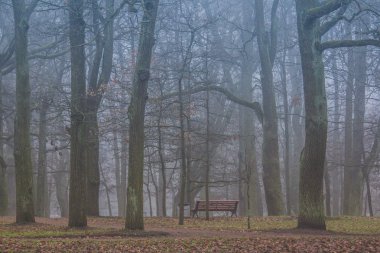 Güzel bir sonbahar parkı. Doğa, seyahat