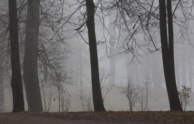 Güzel bir sonbahar parkı. Doğa, seyahat