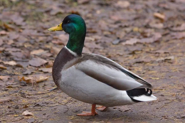 Wilde Vogel Eend Zand — Stockfoto