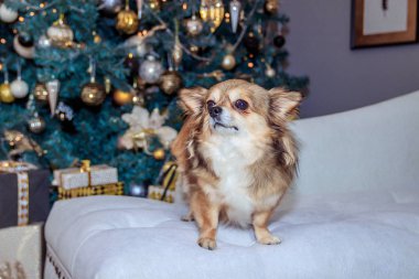 Noel ağacı arka plan üzerinde Chihuahua köpek doğurmak. Festival köpek
