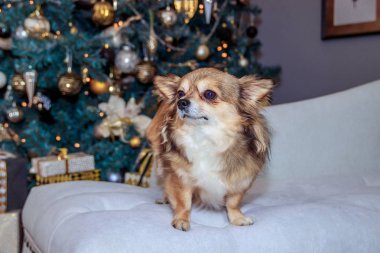 Noel ağacı arka plan üzerinde Chihuahua köpek doğurmak. Festival köpek
