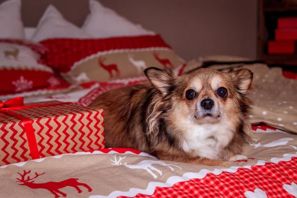 Chihuahua Hund Liegt Auf Dem Bett Haustier Ruht — Stockfoto