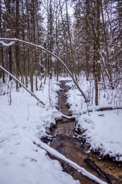 Kış mevsiminde orman manzarası