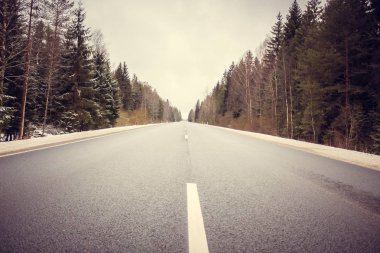 herdem yeşil iğne yapraklı orman yolda inanılmaz görünümünü 