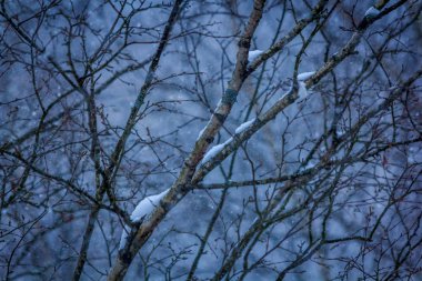 Kış ormanının muhteşem manzarası. Karla kaplı ağaçlar