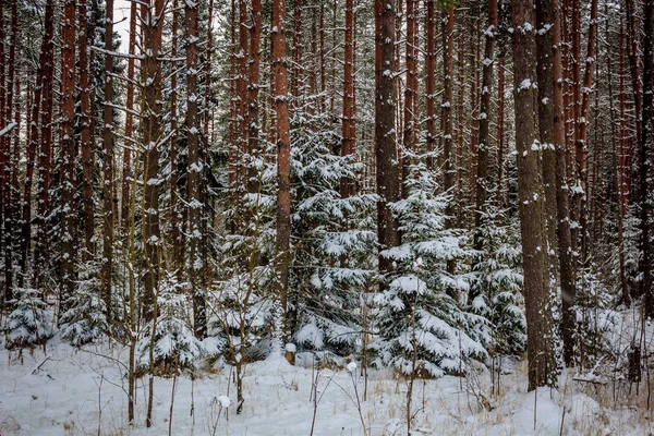 Paisaje Invernal Clima Claro — Foto de Stock