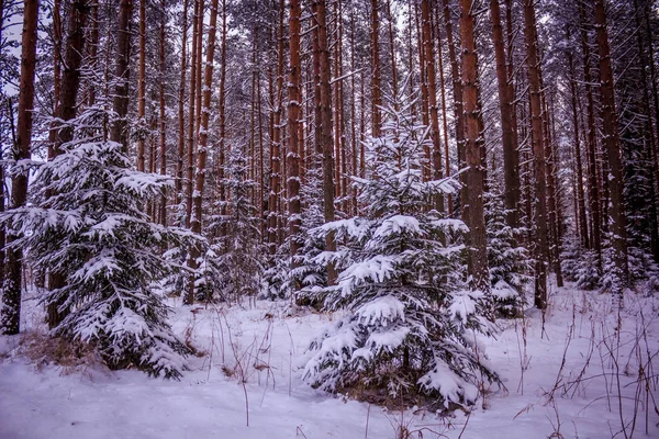 Paisaje Invernal Clima Claro — Foto de Stock