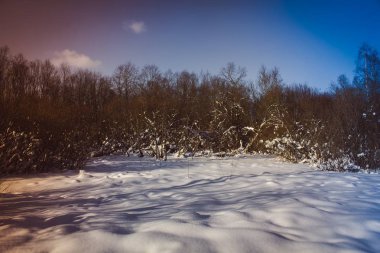 Güzel park kış günü. Doğa
