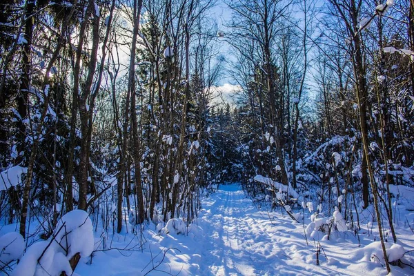 Winterlandschaft Bei Klarem Wetter — Stockfoto