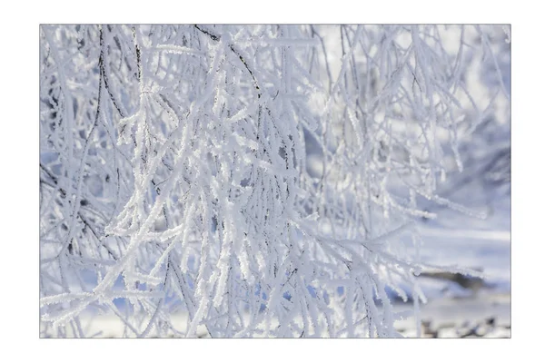 Increíble Paisaje Bosque Invierno Árboles Cubiertos Nieve —  Fotos de Stock