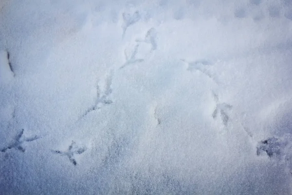 Tekstura Śniegu Ślady Ptaków Snowy Ziemi — Zdjęcie stockowe