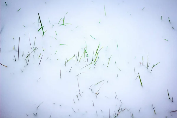 昼間の雪の中の植物の眺め — ストック写真