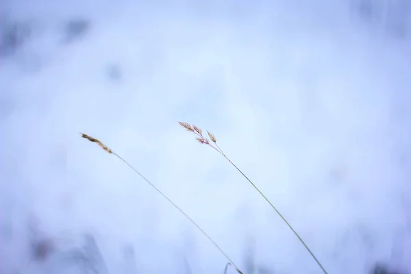 Utsikt Över Växter Snö Dagtid — Stockfoto