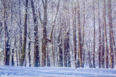 Winter park manzara. Güzel manzara. Kar yağıyordu doğa seyahat