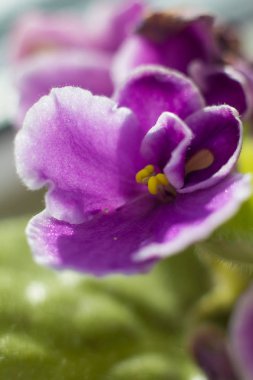 güzel homegrowing çiçekleri yakın çekim