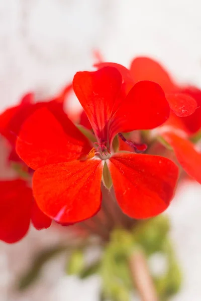 Nahaufnahme Von Schönen Selbstgezogenen Blumen — Stockfoto