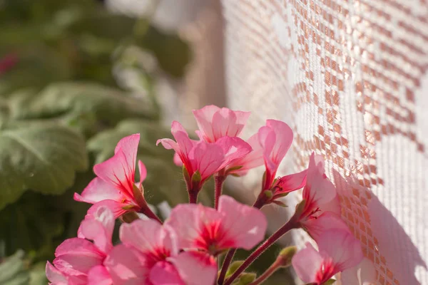 close up of beautiful pink flowers as background