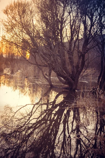 View Tree Reflection Water Sunset Background — Stock Photo, Image