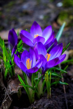 çiçekli çiğdemler, görünümü kadar yakın