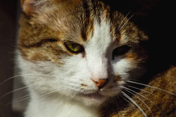 Portrait Brown Street Cat — Stock Photo, Image