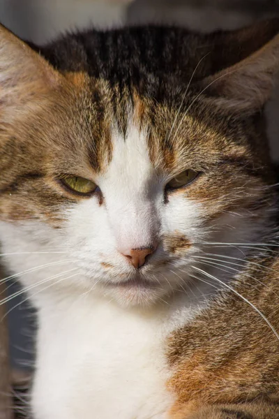 Porträt Einer Braunen Straßenkatze — Stockfoto