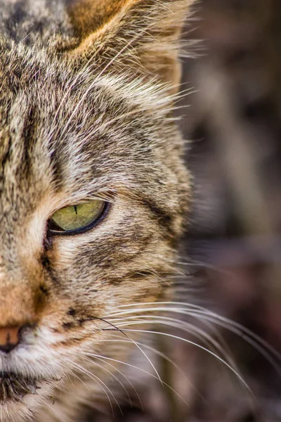 Porträtt Brun Gatan Katt — Stockfoto