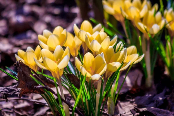 Flowering Crocuses Close View — Stock Photo, Image