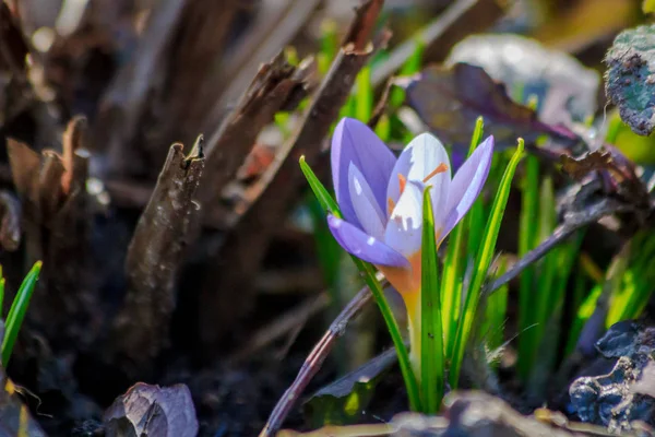 Blühende Krokusse Nahsicht — Stockfoto