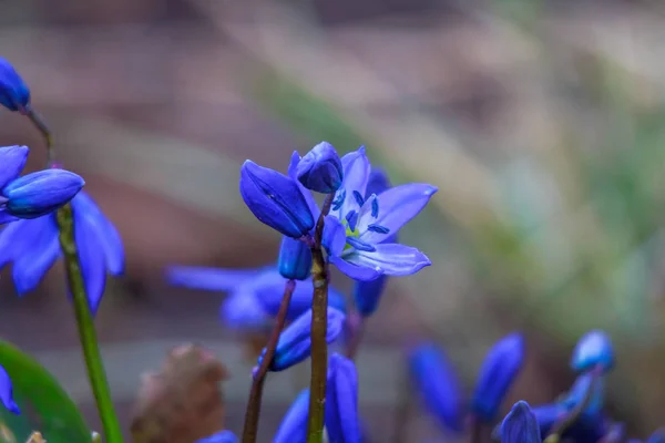 First Snowdrops Forest — Stock Photo, Image