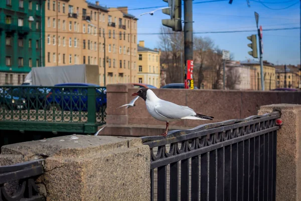 Gaivota Cidade Veneza — Fotografia de Stock