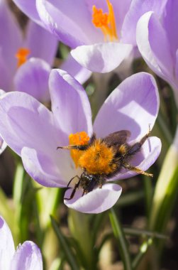 Mor çiçekli çiğdemler, görünümü kadar yakın