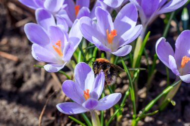 Mor çiçekli çiğdemler, görünümü kadar yakın
