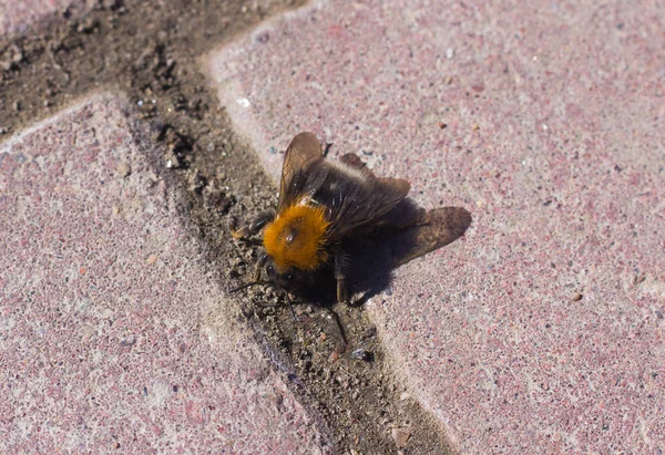 Bourdon Assis Sur Chemin Brique Plein Air — Photo