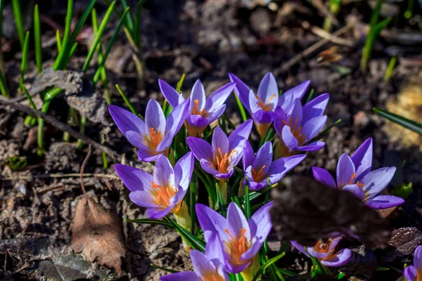 Violett Blühende Krokusse Nahsicht — Stockfoto